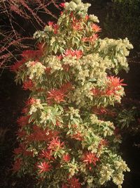 Close-up of flowers