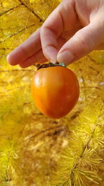 Close-up of hand holding orange