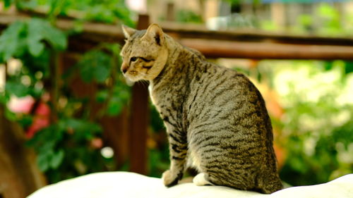 Cat sitting on table