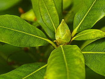 Close-up of green leaves