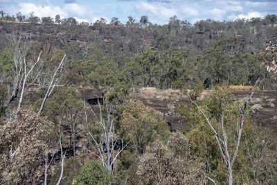 Scenic view of trees growing on field against sky