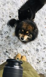 High angle portrait of dog by cat