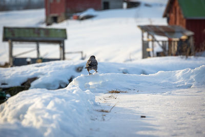 Bird on snowcapped field