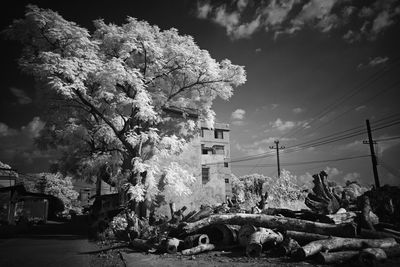 View of flowering plants and trees against sky