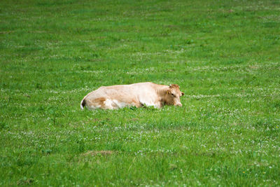 Cat lying on grassy field