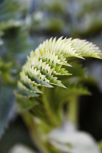 Close-up of flowering plant