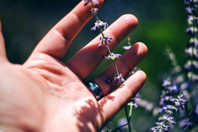 Close-up of hand holding plant