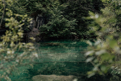 Trees by lake in forest