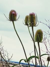 Close-up of thistle against sky