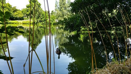 Reflection of trees in lake