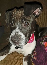 Close-up portrait of dog