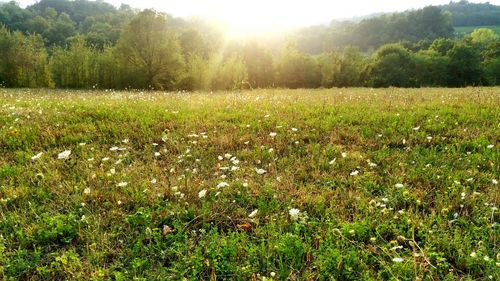 Scenic view of grassy field