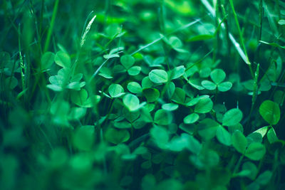 Natural shamrock field. spring holiday green garden background. st. patrick's day clovers symbol