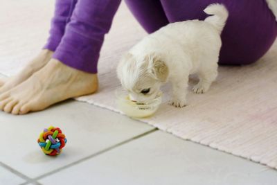 Close-up of stuffed toy