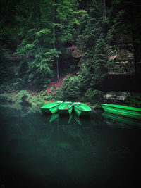 Scenic view of river amidst trees in forest