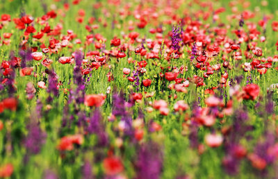 Close-up of fresh red poppy flowers in field