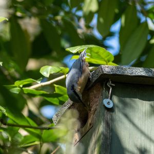 Bird perching on a branch