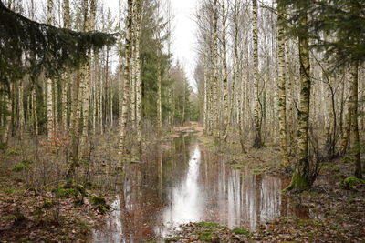 Scenic view of stream flowing amidst trees in forest