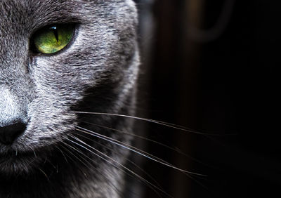 Close-up portrait of a cat