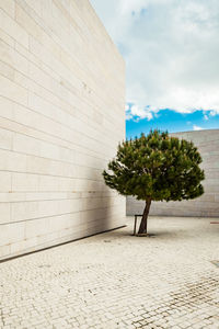 Tree by wall against sky