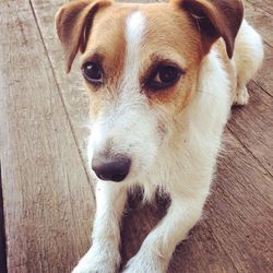 Close-up portrait of dog