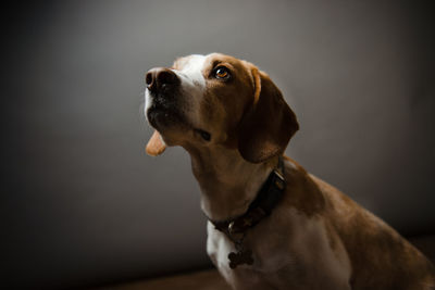 Close-up of dog looking up