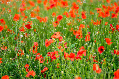 Close-up of red poppies on field