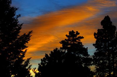 Silhouette of trees at sunset