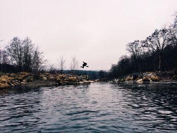 View of birds in water