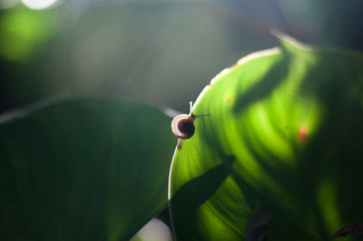 Close-up of insect on plant