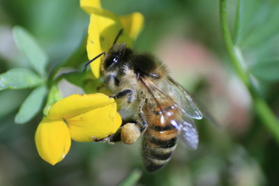 Close-up of bee pollinating on flower