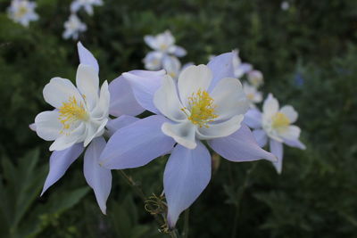 Close-up of white flowering plant in park