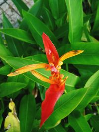 Close-up of red flowers