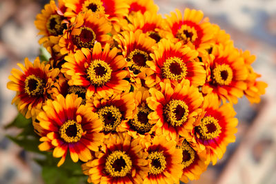 Close-up of yellow flowers