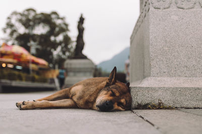 Dog sleeping in a city