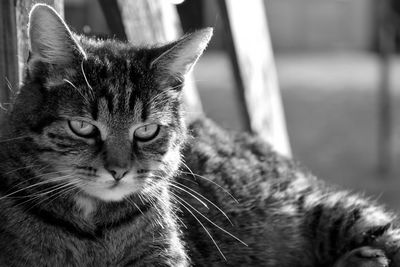 Close-up portrait of a cat