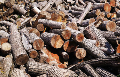 Full frame shot of logs in forest