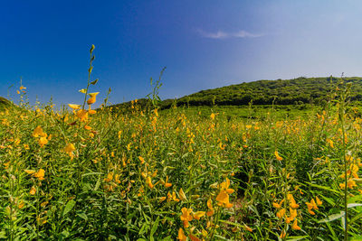 Plants growing on field against sky