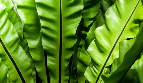 Full frame shot of fresh green leaves