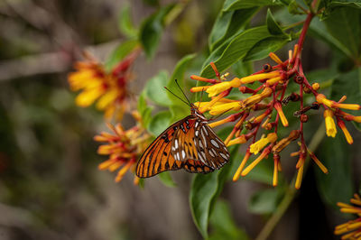 Close-up of butterfly pollinating on flower