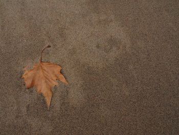 High angle view of dry maple leaf on land