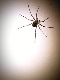 Close-up of spider on wall