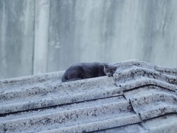 Cat sleeping on roof