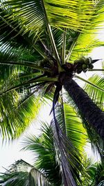 Low angle view of palm trees against sky