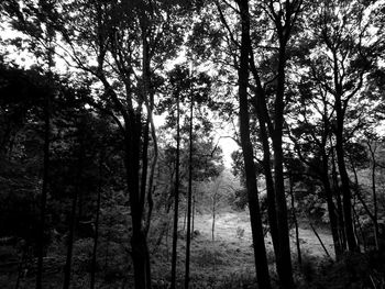 Trees in forest against sky