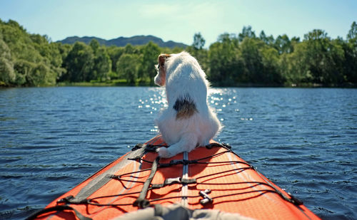 Dog sitting on boat in lake against sky