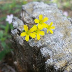 Close-up of yellow flower