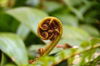 Close-up of yellow flowering plant