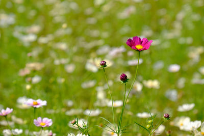 Close-up of pink flowers blooming in field