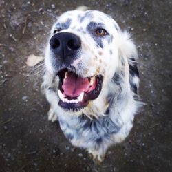 dog